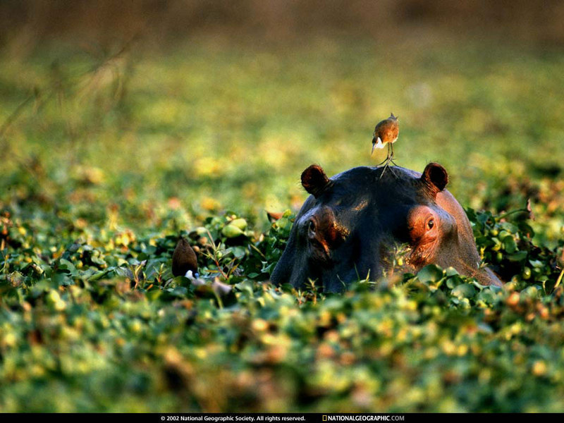 National Geographic - Jacan on hippo; DISPLAY FULL IMAGE.