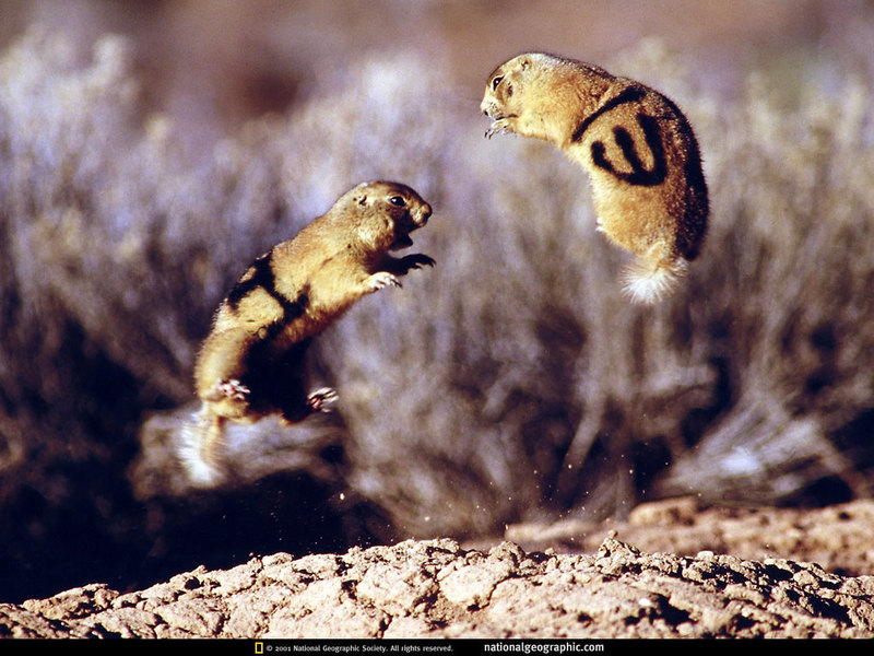 National Geographic - Jumping Prairie Dogs; DISPLAY FULL IMAGE.