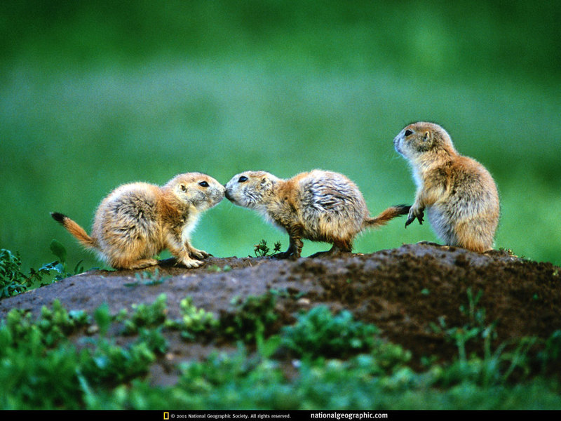 National Geographic - Prairie Dogs; DISPLAY FULL IMAGE.