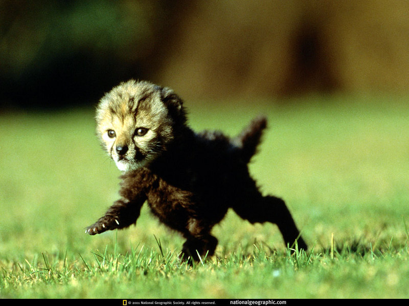 National Geographic - Baby Cheetah; DISPLAY FULL IMAGE.