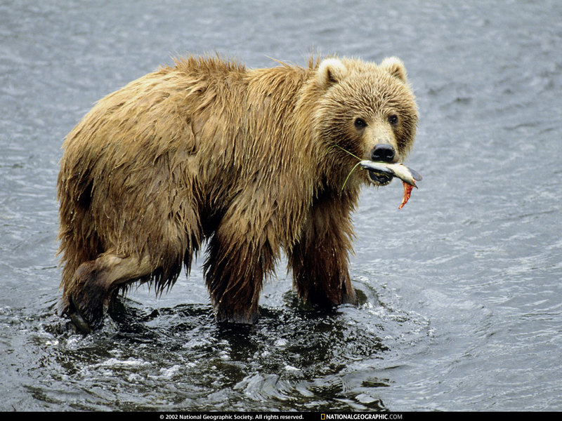 National Geographic - Grizzly Bear; DISPLAY FULL IMAGE.