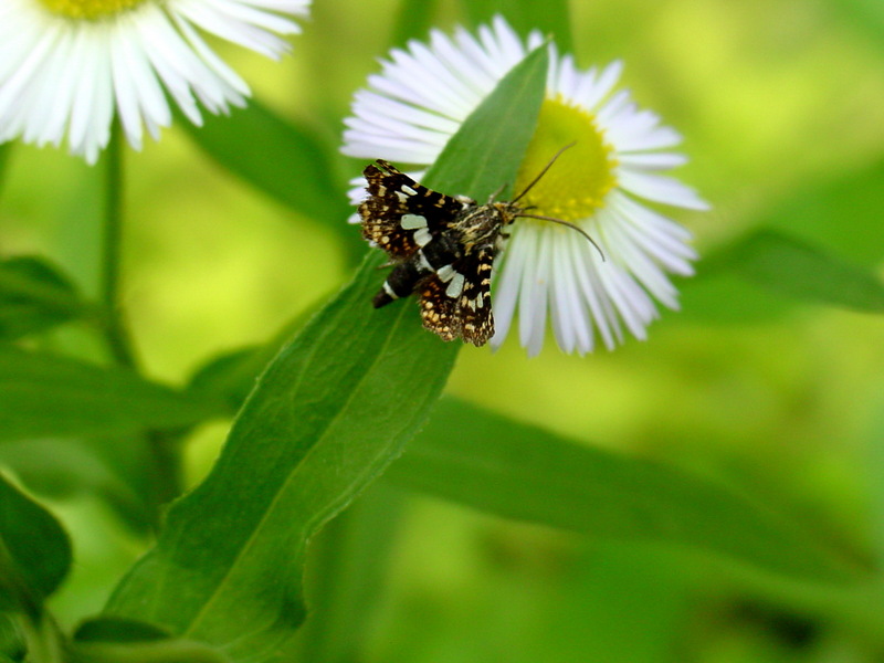창나방 Striglina scitaria (Day Moth); DISPLAY FULL IMAGE.