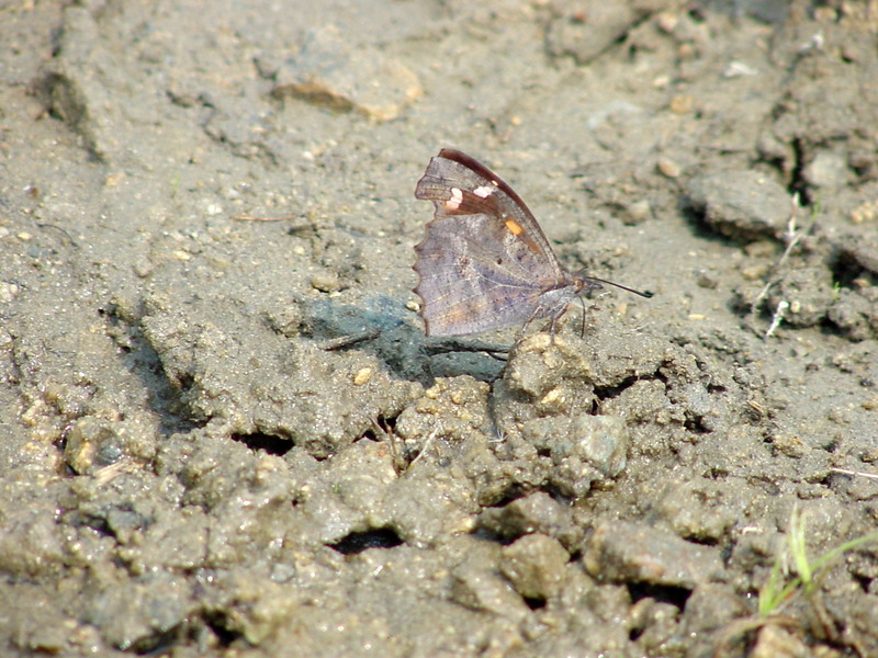 뿔나비 Libythea celtis (Nettle-tree Butterfly); DISPLAY FULL IMAGE.