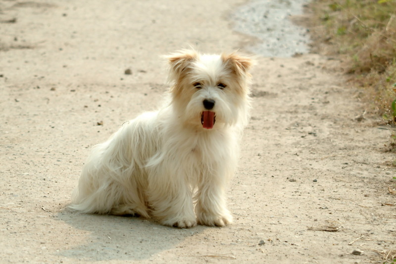 산장의 귀여운 강아지; DISPLAY FULL IMAGE.