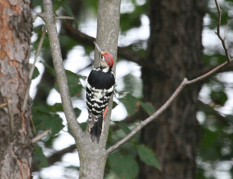 Great-spotted Woodpecker; DISPLAY FULL IMAGE.