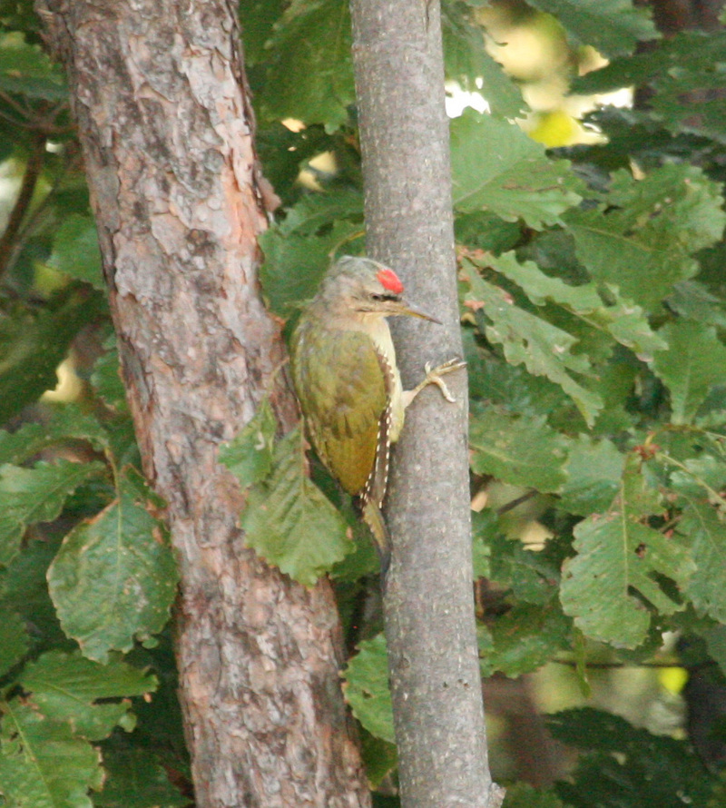 Grey-headed GreenWoodpecker (Male); DISPLAY FULL IMAGE.