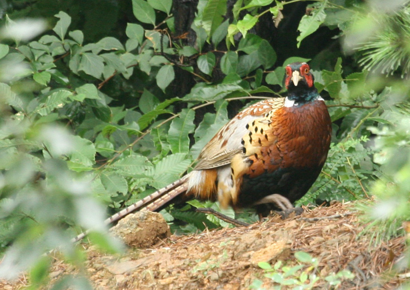 Ring-necked Pheasants (Male) 장끼 - common pheasant (Phasianus colchicus); DISPLAY FULL IMAGE.