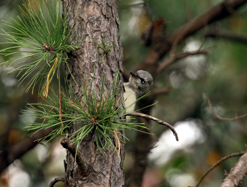 Grey-headed Green Woodpecker-female; DISPLAY FULL IMAGE.