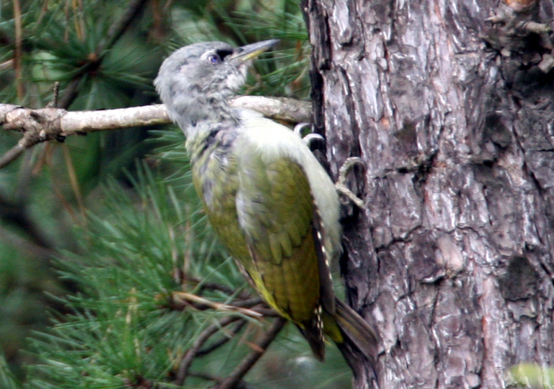 Grey-headed Green  Woodpecker (Female); DISPLAY FULL IMAGE.