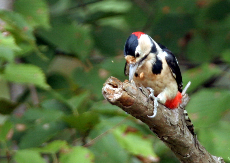 Great-spotted Woodpecker-male; DISPLAY FULL IMAGE.
