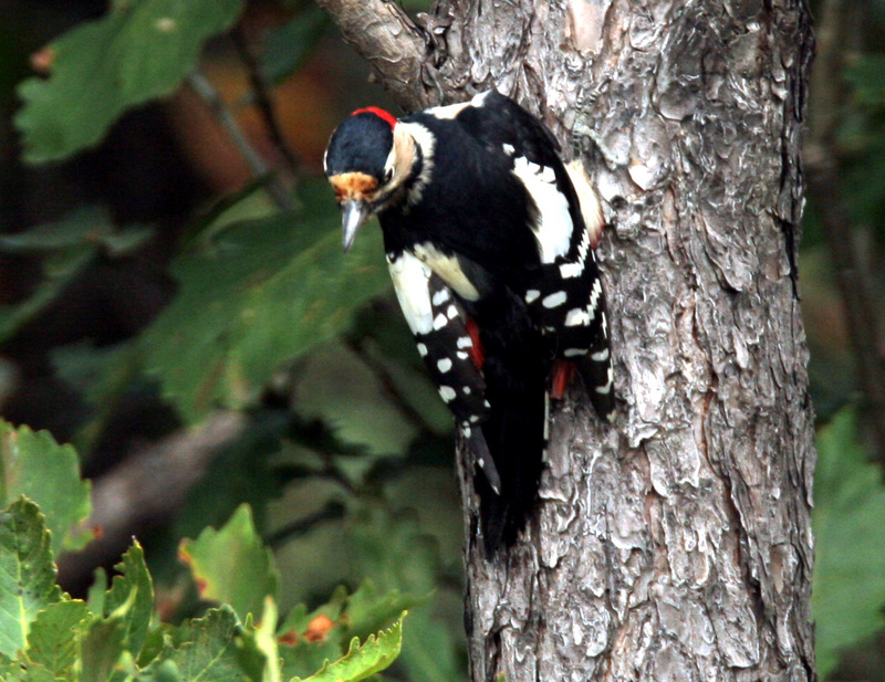 Great-spotted Woodpecker-male; DISPLAY FULL IMAGE.