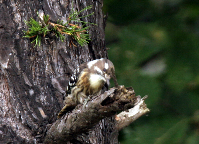 쇠딱다구리 Japanese Pigmy Woodpecker; DISPLAY FULL IMAGE.