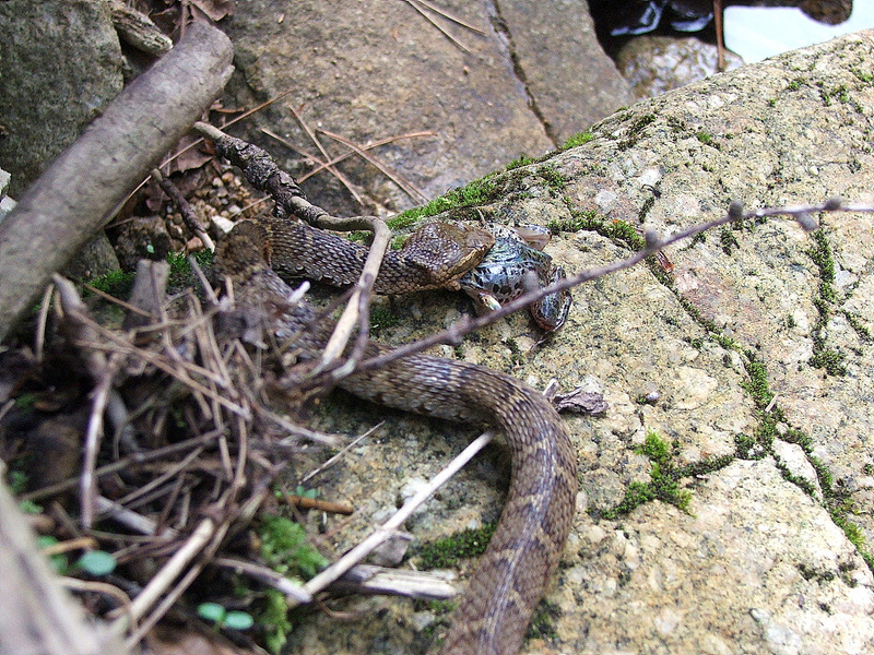 개구리 잡아먹는 뱀; DISPLAY FULL IMAGE.