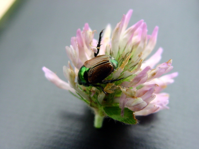 카멜레온줄풍뎅이 Anomala chamaeleon (Chameleon Beetle); DISPLAY FULL IMAGE.