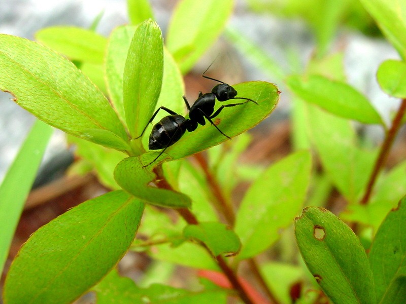 대형 개미 한마리; DISPLAY FULL IMAGE.
