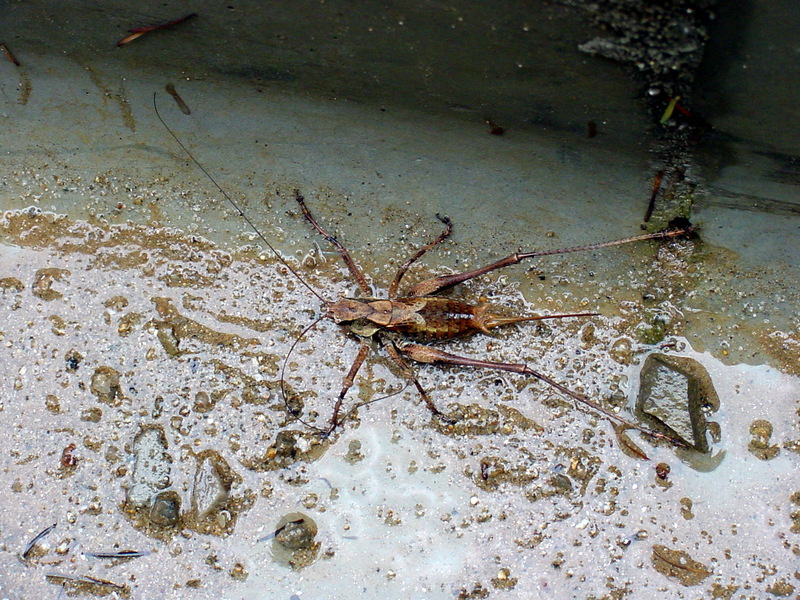 갈색여치(암컷) Paratlanticus ussuriensis (Ussur Brown Katydid); DISPLAY FULL IMAGE.