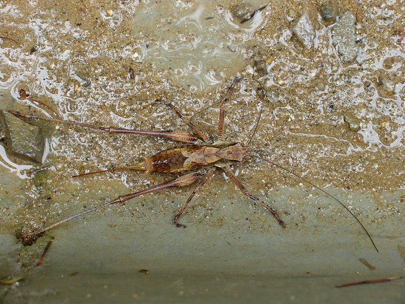 갈색여치(암컷) Paratlanticus ussuriensis (Ussur Brown Katydid); DISPLAY FULL IMAGE.