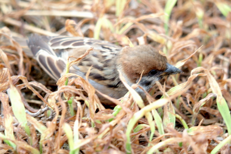 참새 Passer montanus (Tree Sparrow); DISPLAY FULL IMAGE.