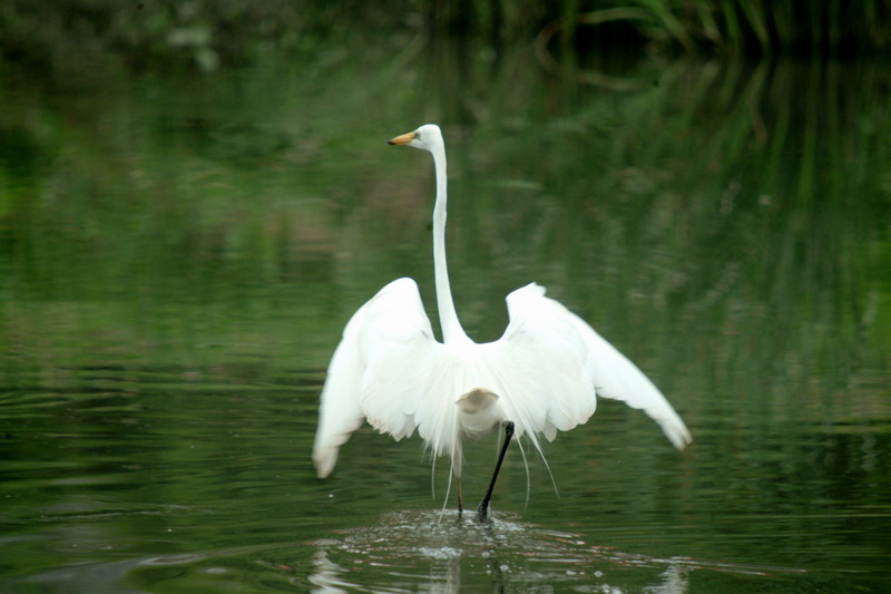 중대백로 Egretta alba modesta (Large Egret); DISPLAY FULL IMAGE.