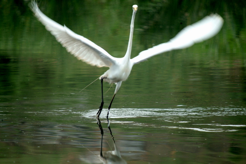 중대백로 Egretta alba modesta (Large Egret); DISPLAY FULL IMAGE.