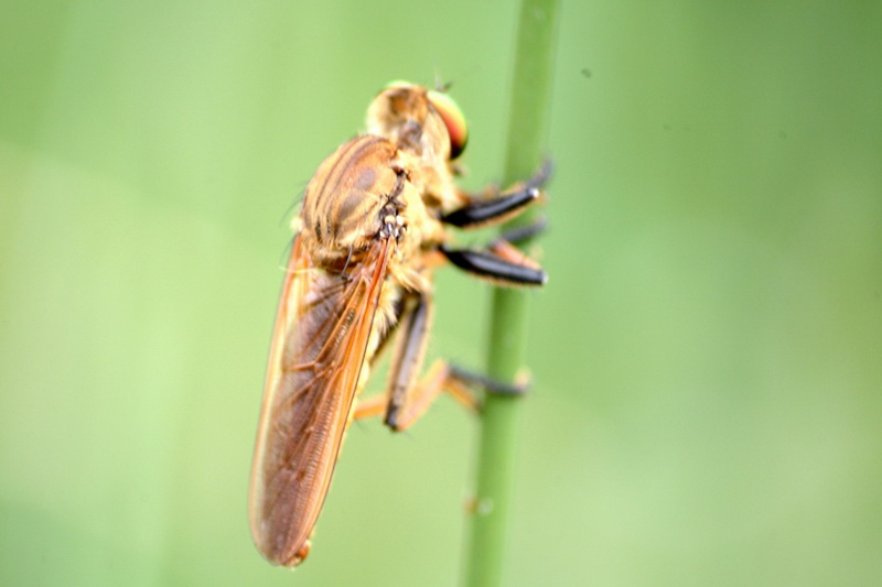 왕파리매 Cophinopoda chinensis (Chinese King Robber Fly); DISPLAY FULL IMAGE.