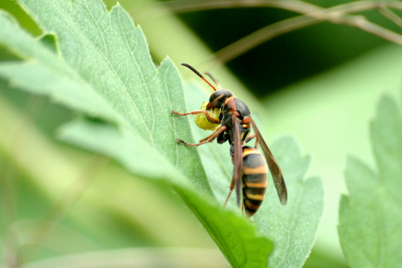 사냥한 먹이를 경단으로 만들고 있는 쌍살벌 종류; DISPLAY FULL IMAGE.