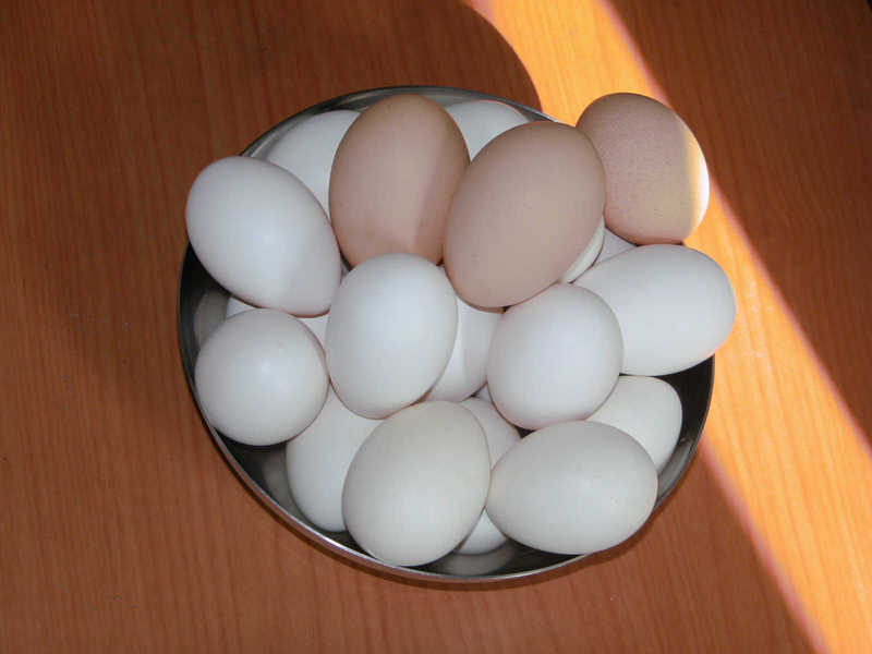 single comb white leghorn egg; DISPLAY FULL IMAGE.