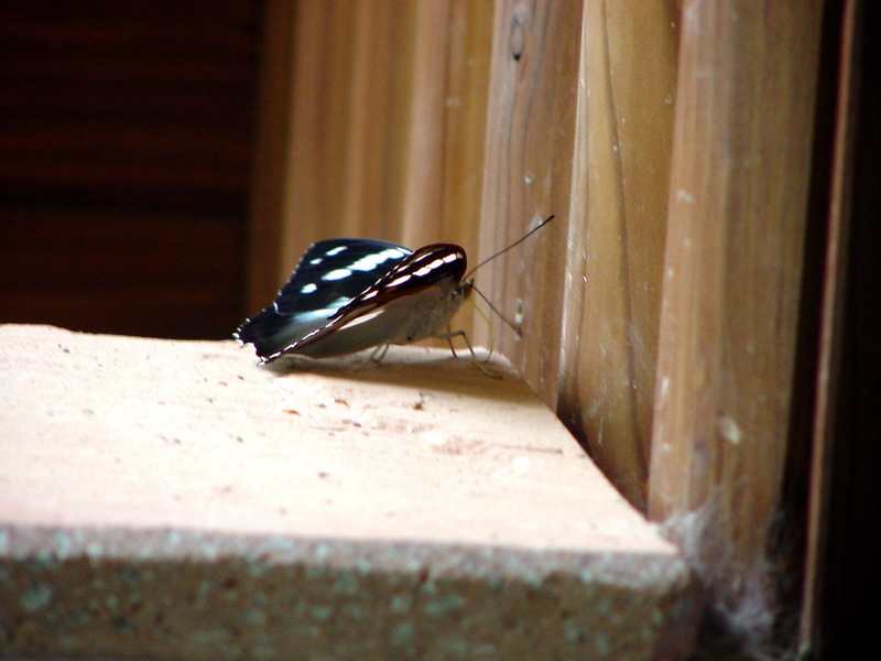 은판나비 Mimathyma schrenckii (Schrenck’s Emperor Butterfly); DISPLAY FULL IMAGE.