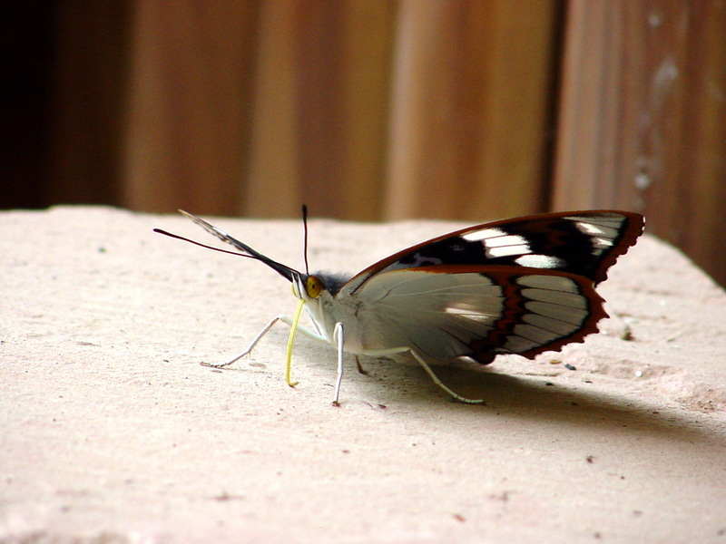 은판나비 Mimathyma schrenckii (Schrenck’s Emperor Butterfly); DISPLAY FULL IMAGE.