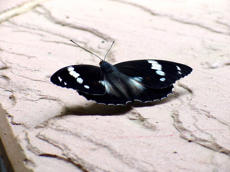 은판나비 Mimathyma schrenckii (Schrenck's Emperor Butterfly); DISPLAY FULL IMAGE.