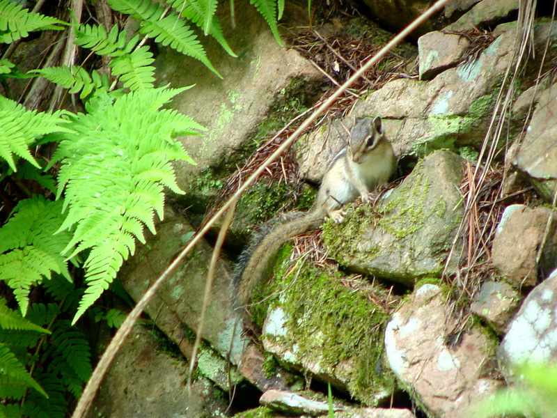 다람쥐 Tamias sibiricus asiaticus (Korean Chipmunk); DISPLAY FULL IMAGE.