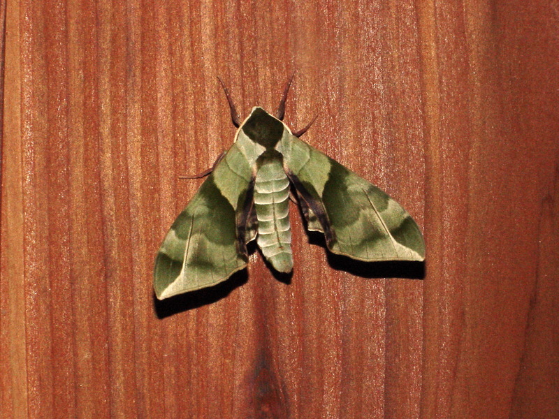녹색박각시 Callambulyx tatarinovii (Green Sphinx Moth); DISPLAY FULL IMAGE.
