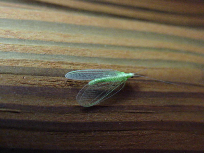 이름모를 풀잠자리(Green Lacewing) 종류; DISPLAY FULL IMAGE.