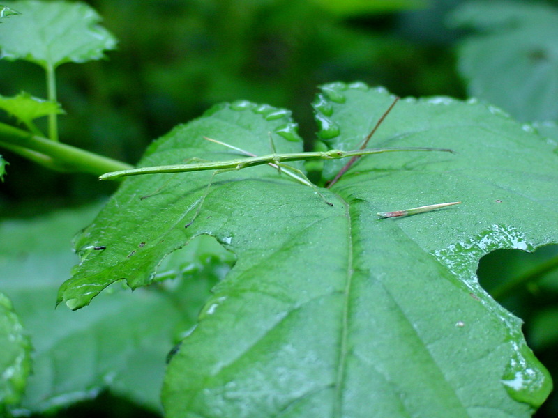 대벌레 Baculum elongatum (Korean Walking-Stick); DISPLAY FULL IMAGE.