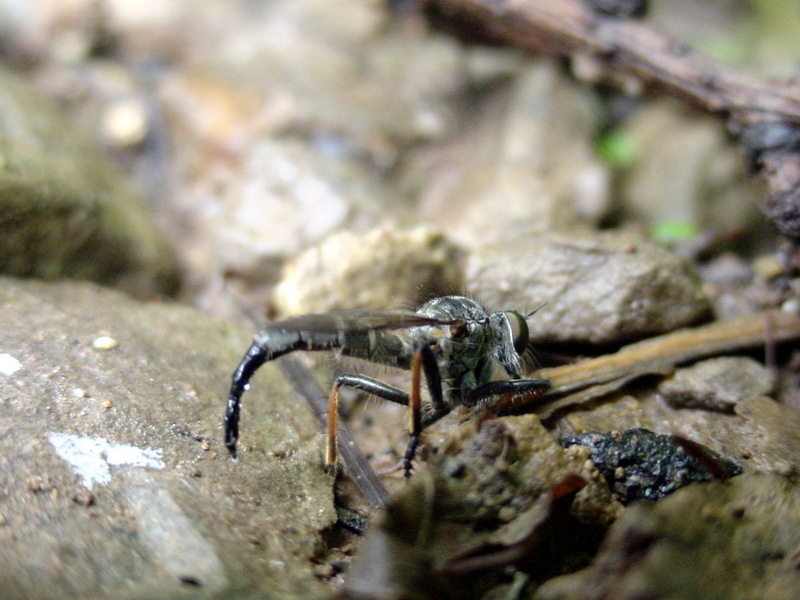 홍다리파리매 Antipalus pedestris (Red-legged Robberfly); DISPLAY FULL IMAGE.