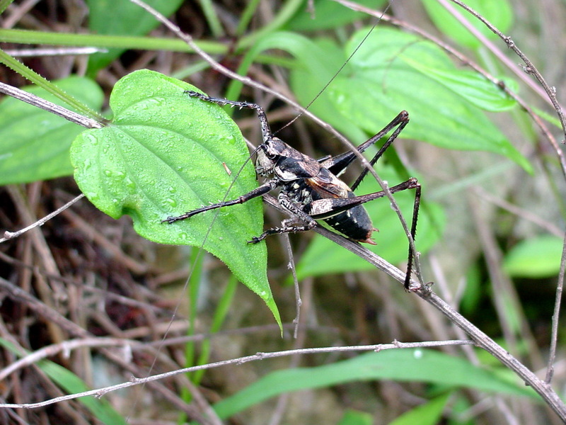 갈색여치(수컷) Paratlanticus ussuriensis (Ussur Brown Katydid); DISPLAY FULL IMAGE.