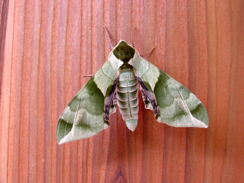 녹색박각시 Callambulyx tatarinovii (Green Sphinx Moth); DISPLAY FULL IMAGE.