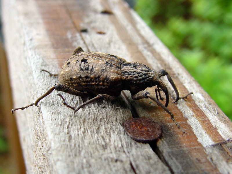 왕바구미 Sipalinus gigas (Korean Giant Weevil); DISPLAY FULL IMAGE.