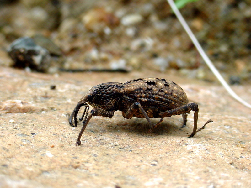 왕바구미 Sipalinus gigas (Korean Giant Weevil); DISPLAY FULL IMAGE.