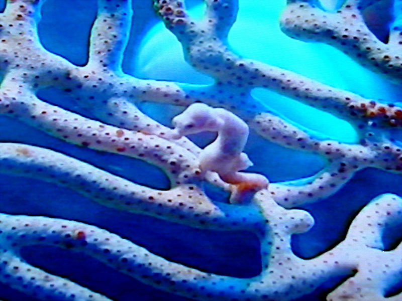 크기가 아주 작은 해마 한마리; DISPLAY FULL IMAGE.