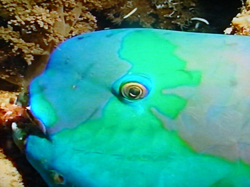 파랑비늘돔(Parrotfish)의 얼굴(눈); DISPLAY FULL IMAGE.