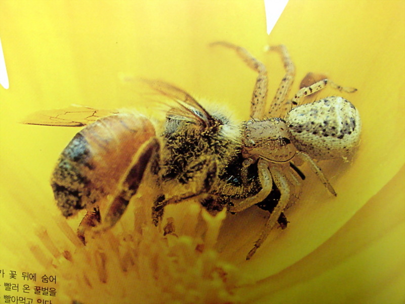 꿀벌을 포식하는 이름모를 거미 한마리; DISPLAY FULL IMAGE.