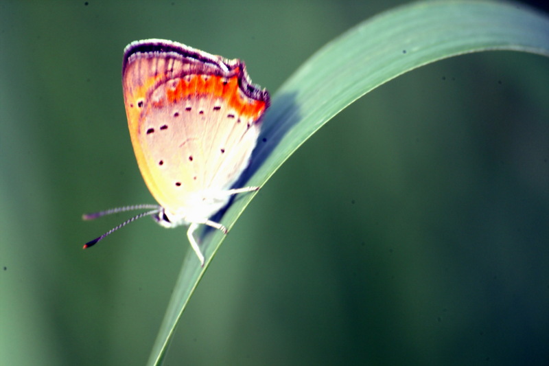 작은주홍부전나비 Lycaena phlaeas (Small Copper Butterfly); DISPLAY FULL IMAGE.