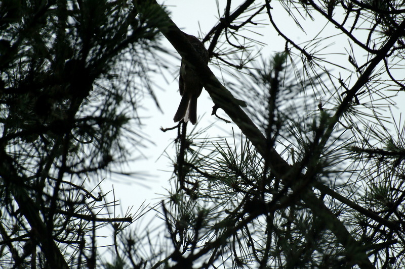 숙소의 숲에서 꼬리만 보여주는 직박구리의 실루엣; DISPLAY FULL IMAGE.
