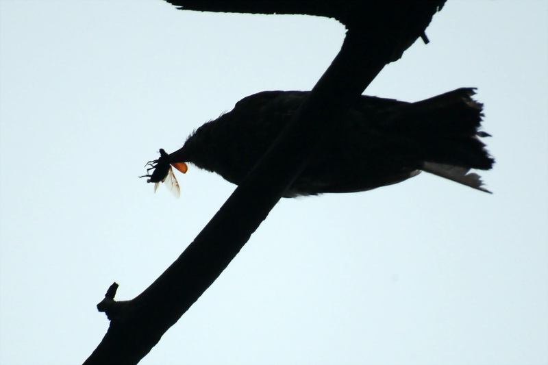 딱정벌레 한마리를 잡은 직박구리; DISPLAY FULL IMAGE.