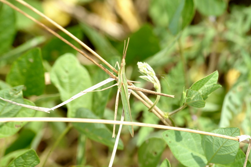 방아깨비(수컷) Acrida cinerea  (Green Hopper/male); DISPLAY FULL IMAGE.