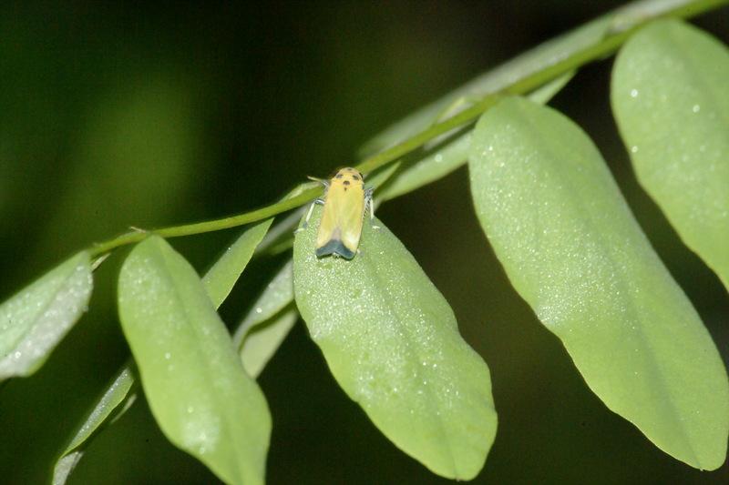 끝검은말매미충 Bothrogonia japonica (Black-tipped Leafhopper); DISPLAY FULL IMAGE.