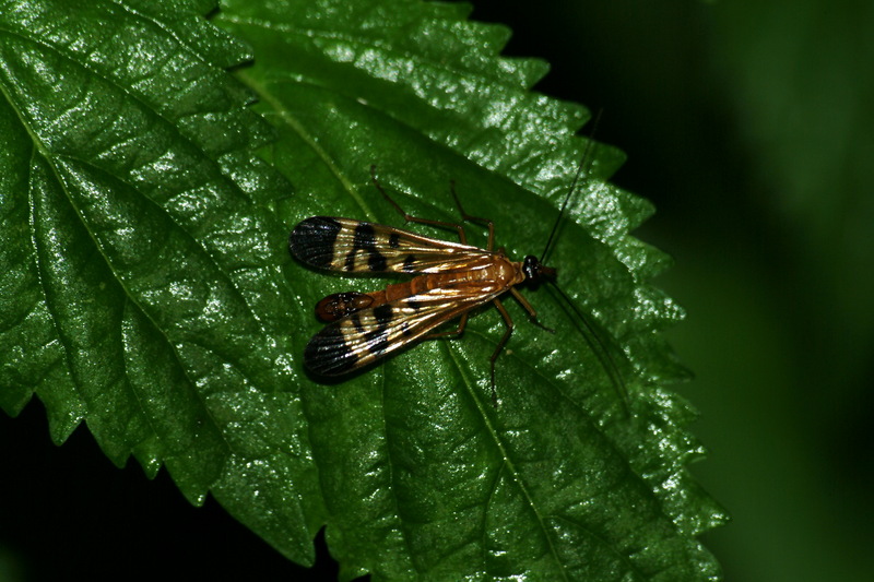 이름모를 곤충 한마리 -- 밑들이? --> 동양밑들이(Panorpa orientalis); DISPLAY FULL IMAGE.