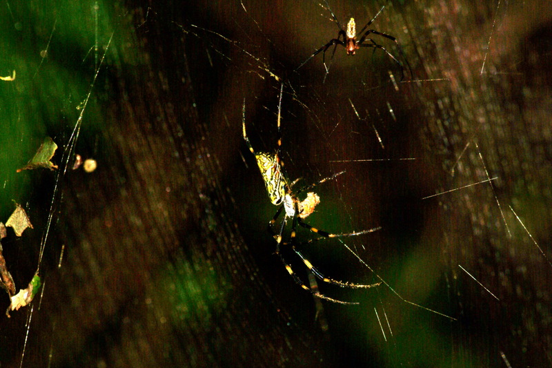 어두운 그늘아래 거미줄과 무당거미; DISPLAY FULL IMAGE.