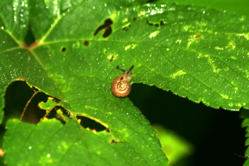 작고 귀여운 달팽이; DISPLAY FULL IMAGE.